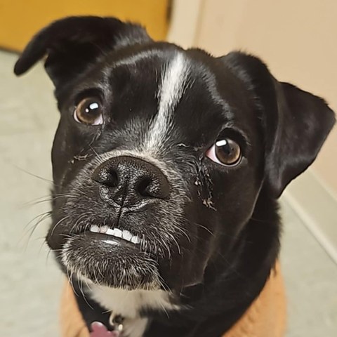 Perrita, our namesake pup